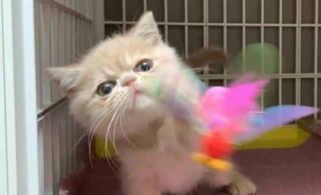 エキゾチックショートヘアー