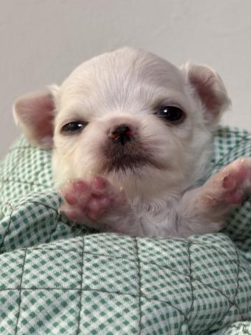 チワワ(ロングコート)