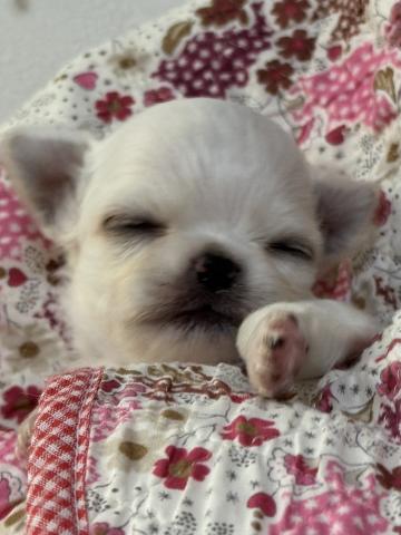 チワワ（ロングコート）