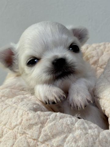 チワワ（ロングコート）