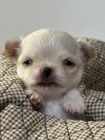 チワワ（ロングコート）