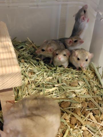 ファットテールジャービル