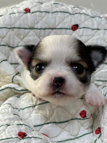 チワワ（ロングコート）