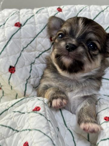 チワワ(ロングコート)