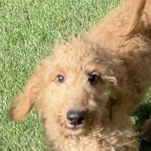 MIXラブラドゥードル