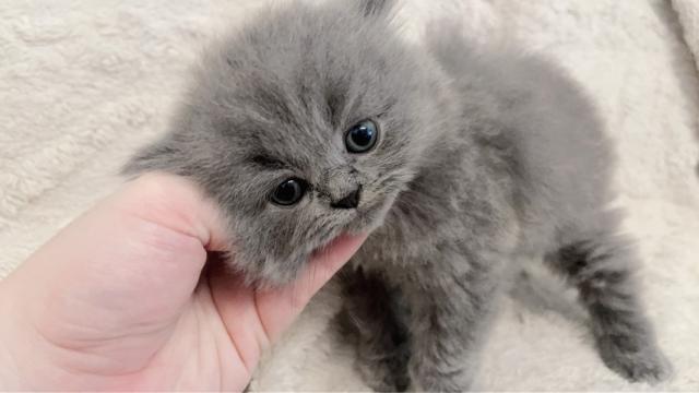 ブリティッシュショートヘア