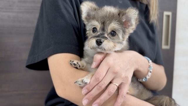 MIX♡Mira♡ポメプー