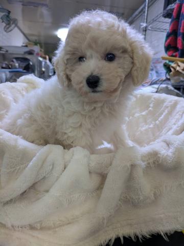 トイプードル