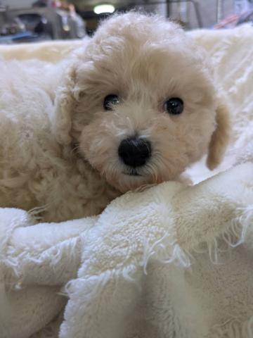 トイプードル
