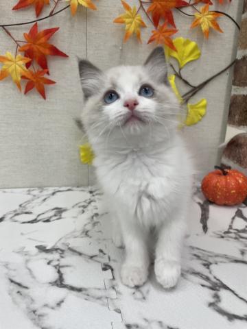 遊ぶのが大好きな元気いっぱい女の子♡