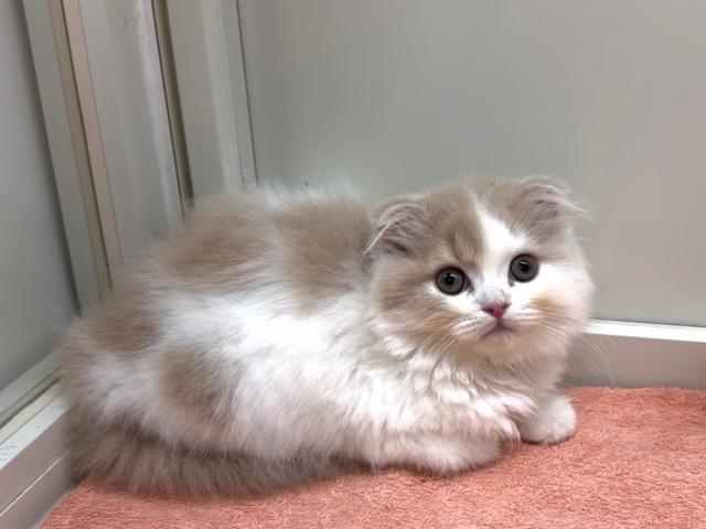 スコティッシュフォールド