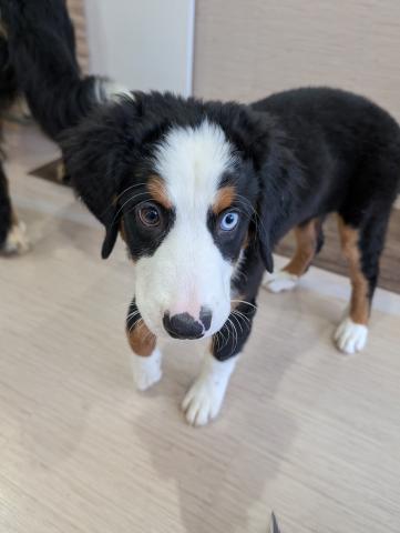 バーニーズマウンテンドッグ