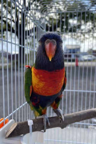 ゴシキセイガイインコ