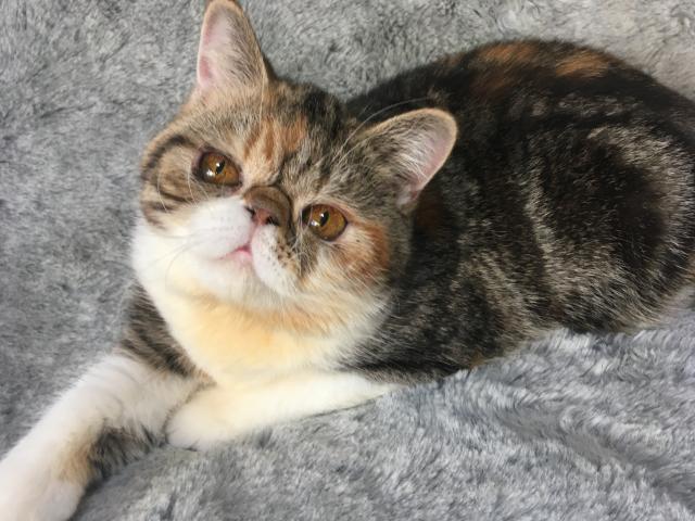 エキゾチックショートヘアー