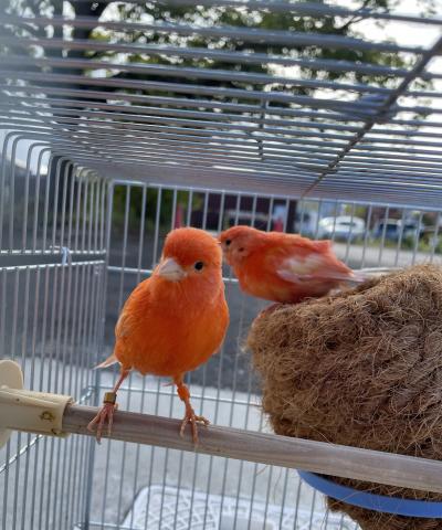 赤カナリア(ペア)