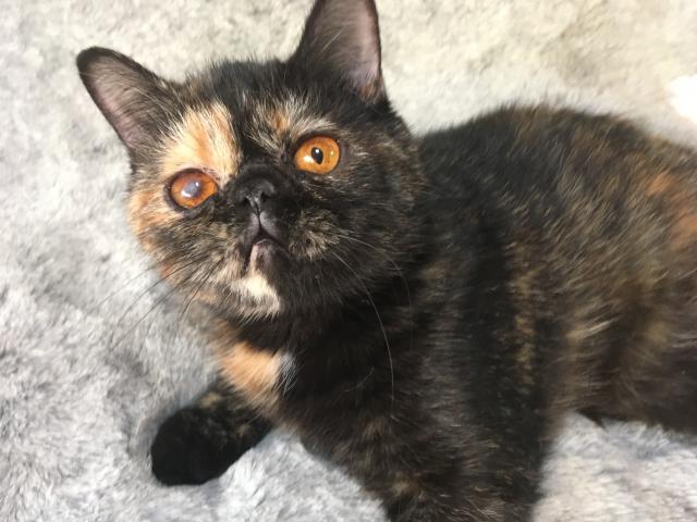 エキゾチックショートヘアー