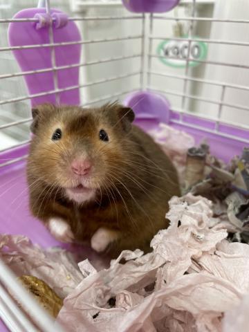 メガネハムスター