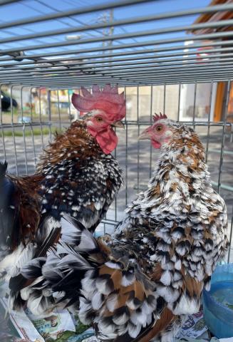 ミルフリューバンダム(ペア)