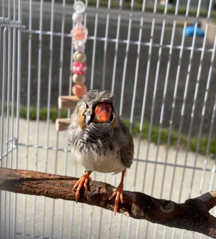 ジャンボキンカチョウ(手のり梵天