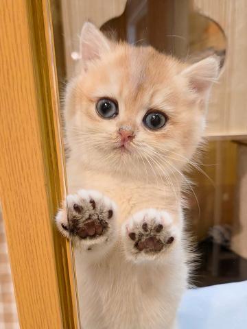 ブリティッシュショートヘア