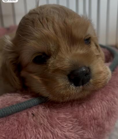 アメリカンコッカースパニエル