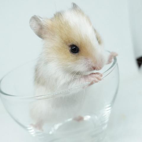 シリアンハムスター（茶色ドミナントスポット)