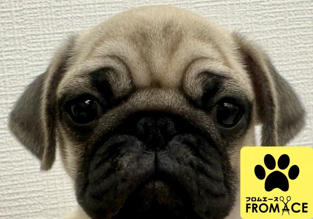 パグ