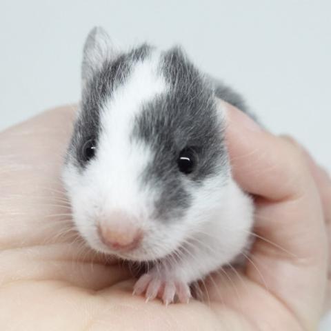 シリアンハムスター（黒色ドミナントスポット)