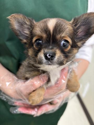 チワワ（スムースコート）