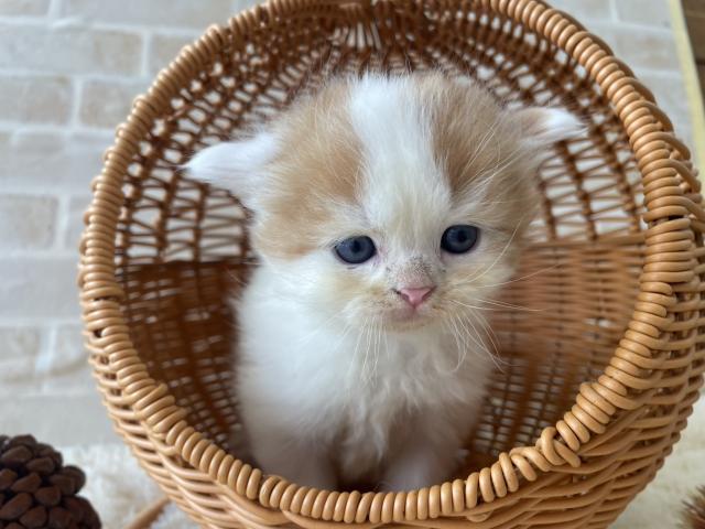 スコティッシュフォールド