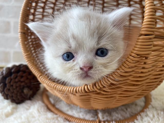 スコティッシュフォールド