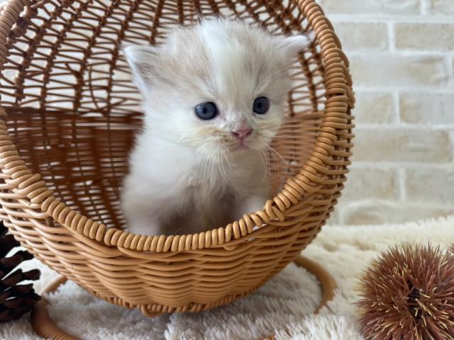 スコティッシュフォールド