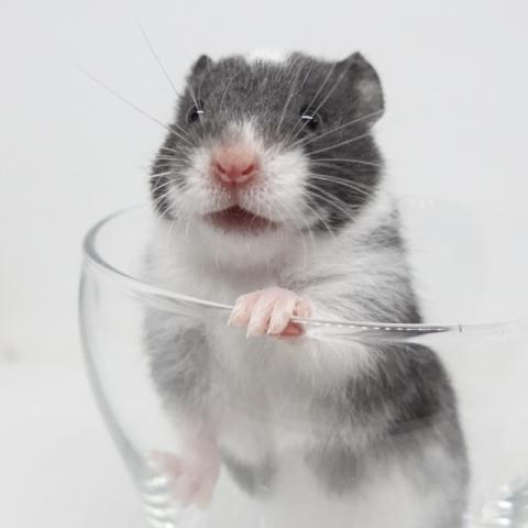 シリアンハムスター（黒色ドミナントスポット)