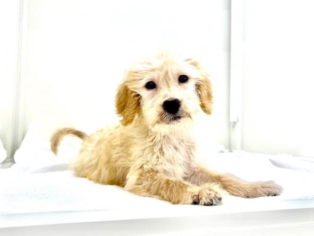 MIXスタンダードプードル×ラブラドールレトリバー746