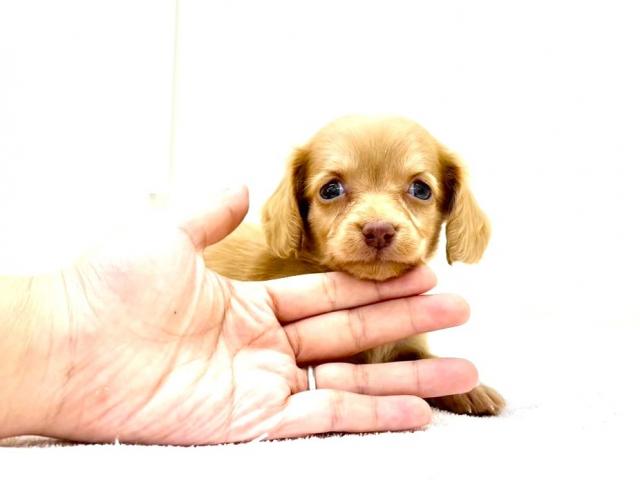 MIXチワックス×ミニチュアダックスフンド