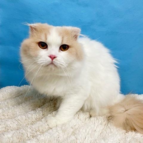 スコティッシュフォールド