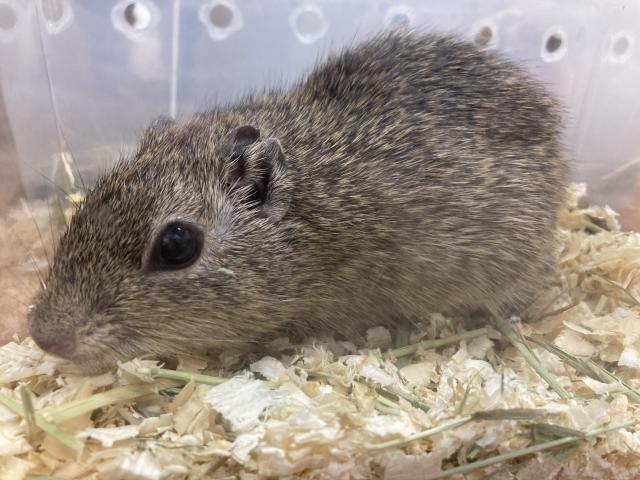 ミュンスタークイ