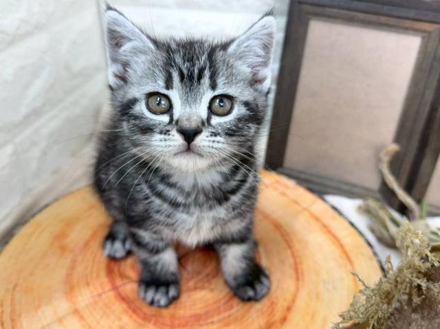 アメリカンショートヘアー