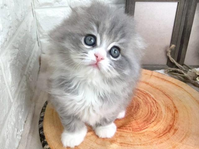 スコティッシュフォールド