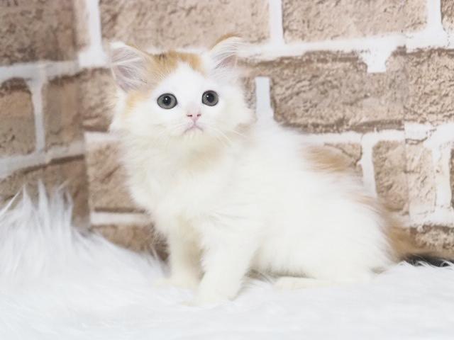 ミヌエット（旧ナポレオン）