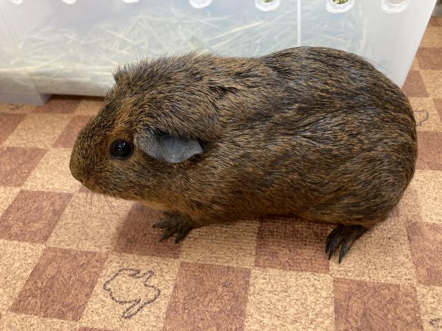 イングリッシュ