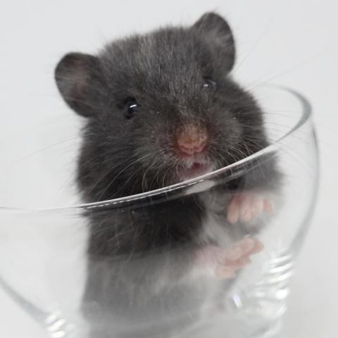 シリアンハムスター（ブラックトート)