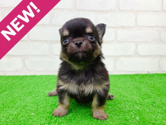 チワワ(ロングコート)