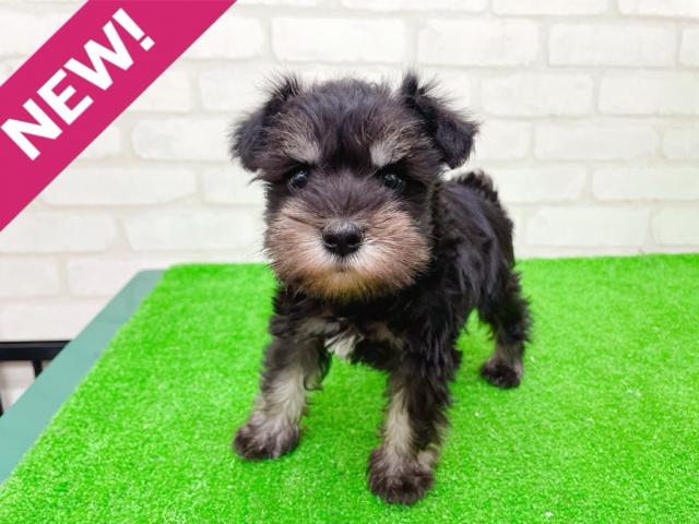 ミニチュアシュナウザー