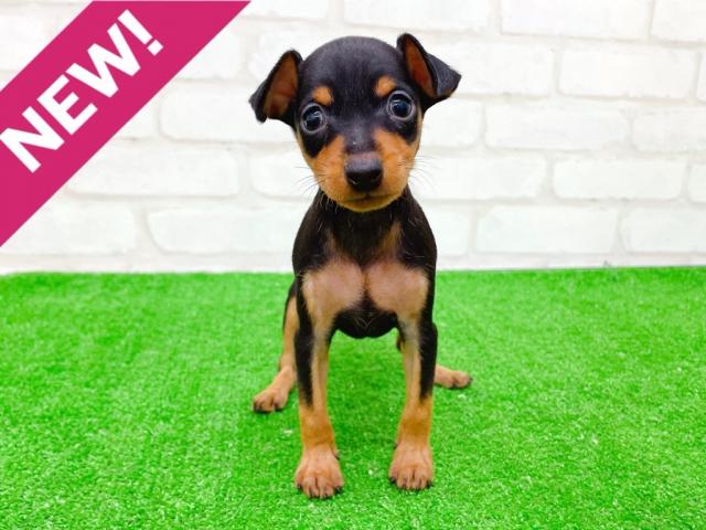 ミニチュアピンシャー