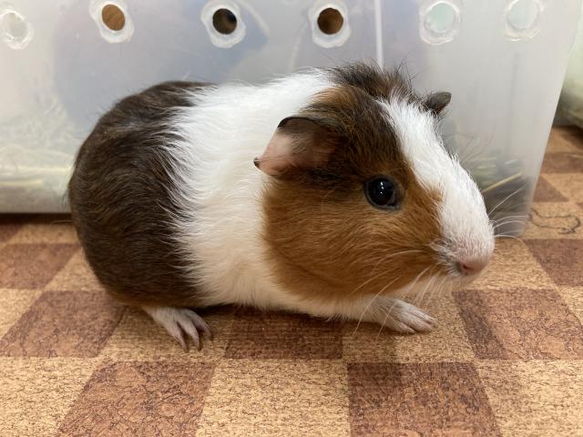 イングリッシュ