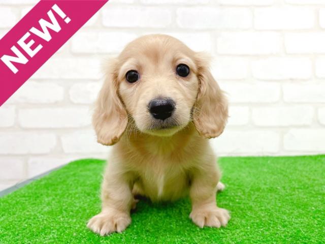 ミニチュアダックスフンド