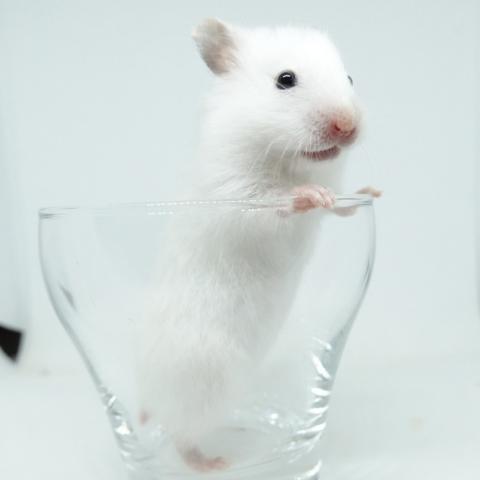 シリアンハムスター（ドミナントスポットポリホワイト)