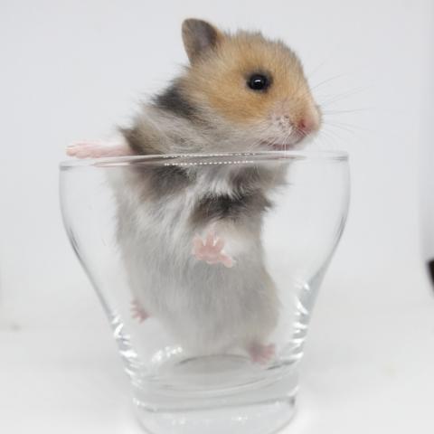 シリアンハムスター（ゴールデンアンブロウス)