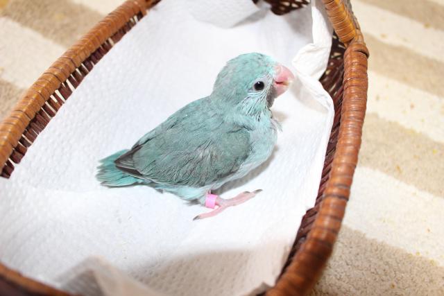 マメルリハインコ